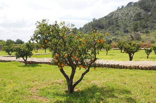 Ecovinyassa: Natur genießen in einer paradiesischen Orangenplantage bei Sóller