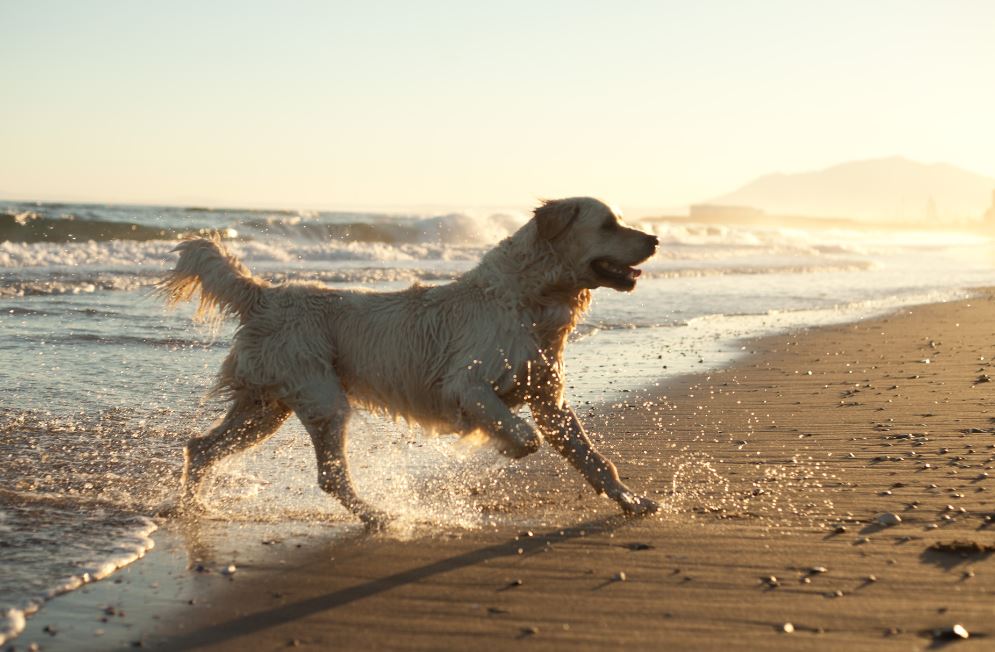 Entspannter Urlaub mit Hund auf Mallorca - die wichtigsten Tipps