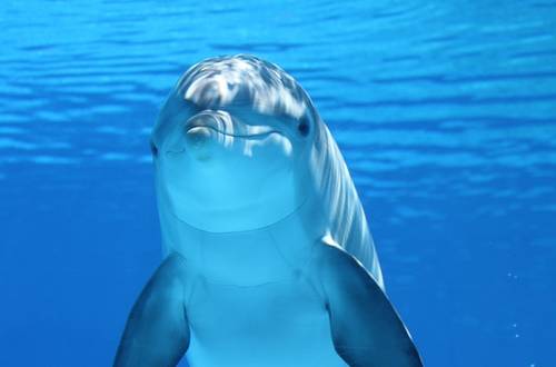 Mallorcas beste Spots für Delfinbeobachtungen