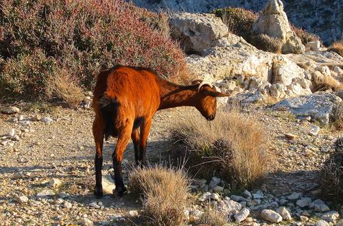 Mallorcas Fauna – diese Tiere finden Sie auf Mallorca