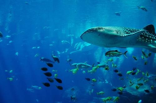 Palma Aquarium – Hier treffen sich die Ozeane der Welt
